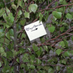 Traditionelles Eierbetteln am Pfingstmontag